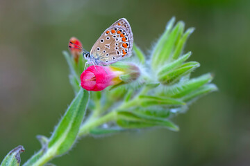 Macro shots, Beautiful nature scene. Closeup beautiful butterfly sitting on the flower in a summer garden.