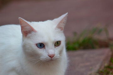 Portrait of white cat with heterochromia in its eyes