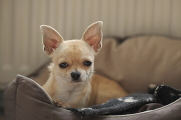 Closeup portrait of small funny beige mini chihuahua dog, puppy laying in dog bed