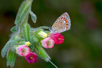 Macro shots, Beautiful nature scene. Closeup beautiful butterfly sitting on the flower in a summer garden.