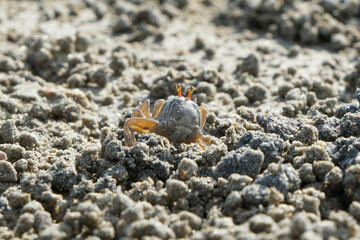 Sand bubbler crab on a beach in Thailand