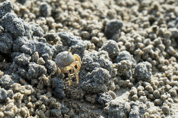 Sand bubbler crab on a beach in Thailand