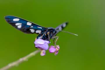 Macro Photography of Moth on Twig of Plant.