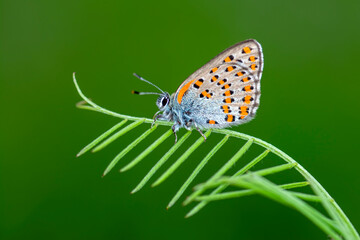 Macro shots, Beautiful nature scene. Closeup beautiful butterfly sitting on the flower in a summer garden.