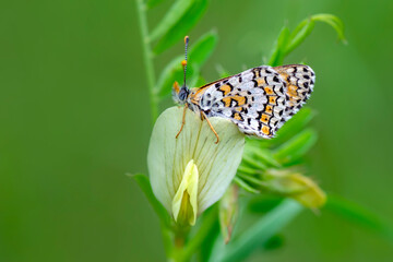 Macro shots, Beautiful nature scene. Closeup beautiful butterfly sitting on the flower in a summer garden.