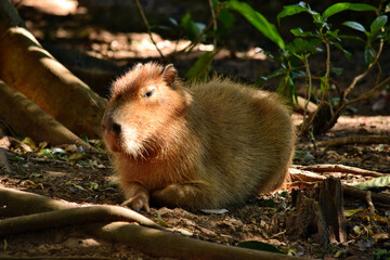 Beautiful capybara grazing on the ground