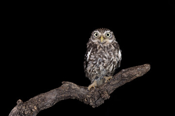 The little owl on branch  (Athene noctua)