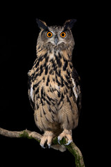 The wonderful Eurasian eagle-owl (Bubo bubo)