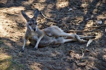  Wild grey kangaroo resting in the park