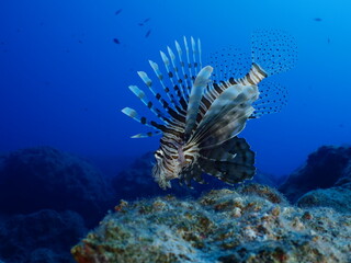 Naklejka na ściany i meble lionfish underwater invasive fish underwater mediterranean sea ocean scenery