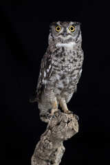 Fine art portrait of Great horned owl (Bubo virginianus)