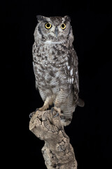 Face to face with an incredible predator, the Great horned owl (Bubo virginianus)