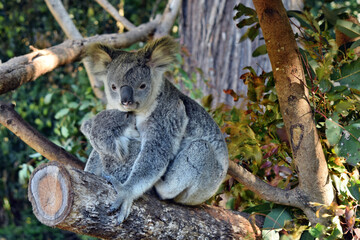 Beautiful koala with baby sitting on the branch