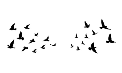 Foto op Plexiglas Flying birds silhouettes on isolated background. Vector illustration. isolated bird flying. tattoo and wallpaper background design. © SeemaLotion