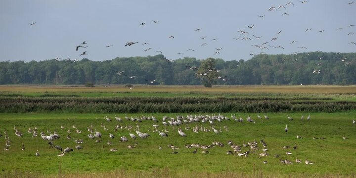 Rastplatz von Kranichen und Graug&auml;nsen