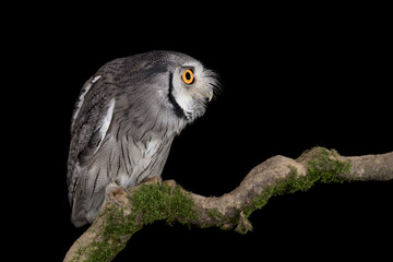 The northern white-faced owl (Ptilopsis leucotis)