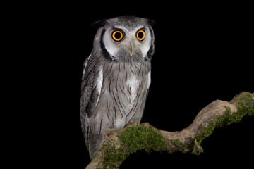 The wonderful white-faced owl (Ptilopsis leucotis)