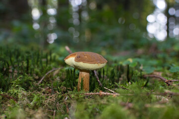 Pilz im Wald
