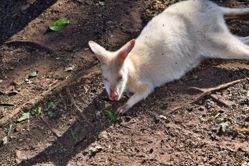 Beautiful rare an albino kangaroo in the park © adam88xx