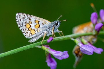 Macro Photography of Moth on Twig of Plant.