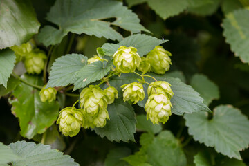 Szyszki chmielu Humulus