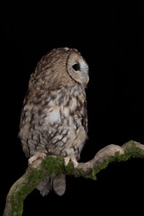 The tawny owl or brown owl (Strix aluco) 