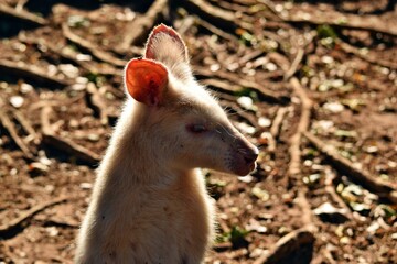 Beautiful rare an albino kangaroo in the park © adam88xx