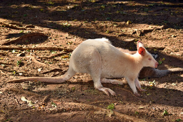 Beautiful rare an albino kangaroo in the park © adam88xx