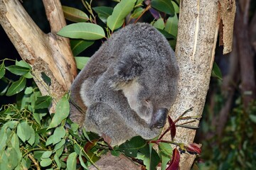 Very Big koala sleeping on a tree branch eucalyptus