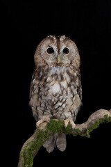 Wonderful portrait of Tawny owl (Strix aluco)