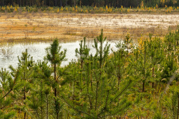 forest texture in autumn with natural moss, beautiful yellow leaves, bushes, plants, trees near a natural reservoir