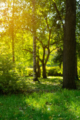 Fototapeta premium green Park on a Sunny day