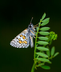 Macro Photography of Moth on Twig of Plant.