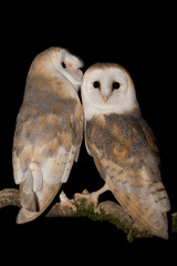 Pair of Barn owls (Tyto alba)