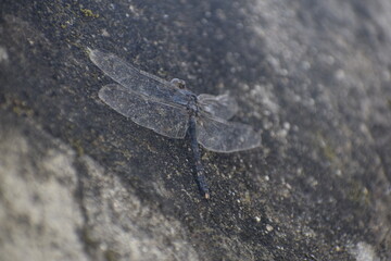 Black dragonfly closeup shots