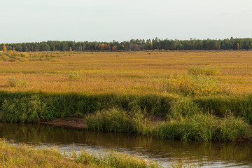 autumn landscape with colorful yellow trees,plants,grass in the forest near a natural reservoir