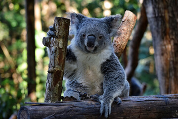 Cute koala looking on a tree branch eucalyptus