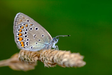 Macro shots, Beautiful nature scene. Closeup beautiful butterfly sitting on the flower in a summer garden.