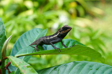 Thailand mountain horned dragon lizard on a leaf
