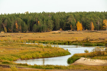 autumn landscape with colorful yellow trees,plants,grass in the forest near a natural reservoir