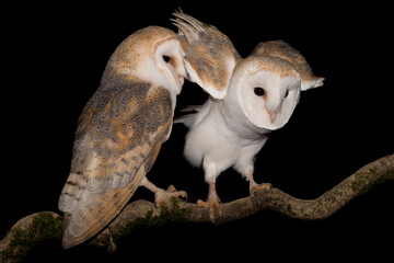 Amazing portrait of Barn owl male and female (Tyto alba)