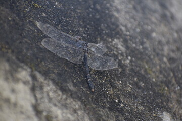 Black dragonfly closeup shots