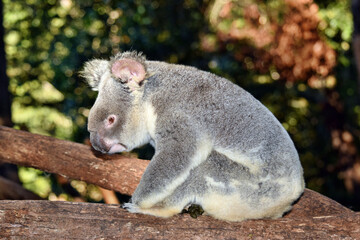 Cute koala sitting on a tree branch eucalyptus