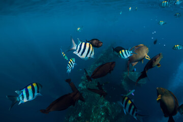 School of tropical fish in blue ocean. Underwater sea world with fish.