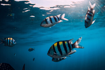 Naklejka na ściany i meble School of tropical fish in blue ocean. Underwater sea world with fish.