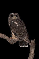 Brown owl perched on branch (Strix aluco)