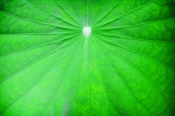 Fototapeta na wymiar Bright green lotus leaf, Add a filter to resemble an oil painting.
