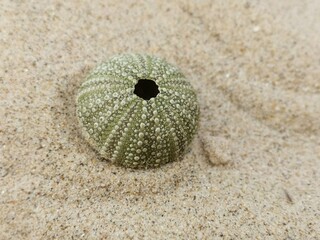 Urchin shell on the beach