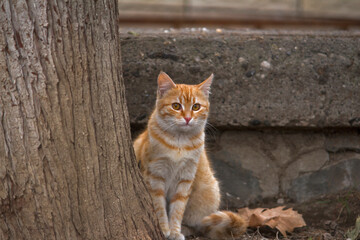 cat in the garden