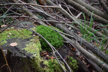 golden Maidenhair moss